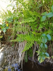 Coryphopteris simulata