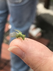 Zeugomantispa minuta