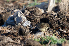 Anthus lutescens