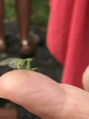 Zeugomantispa minuta