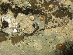 Clinocottus globiceps