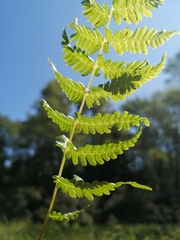 Coryphopteris simulata