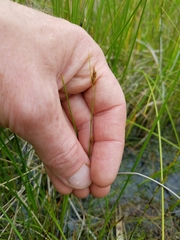 Rhynchospora capillacea