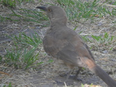 Toxostoma curvirostre