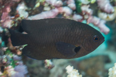 Pomacentrus brachialis