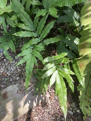 Bolbitis heteroclita