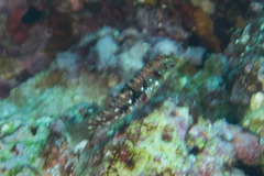 Halichoeres nebulosus