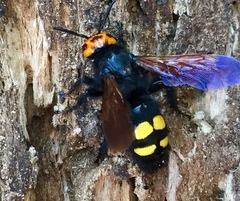 Megascolia maculata flavifrons