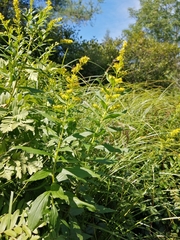 Solidago latissimifolia