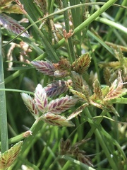 Cyperus bipartitus
