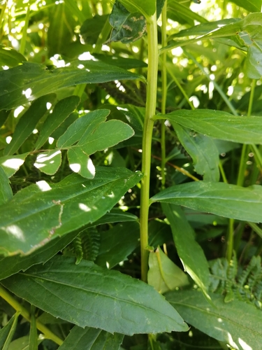 Image of Solidago latissimifolia by no rights reserved