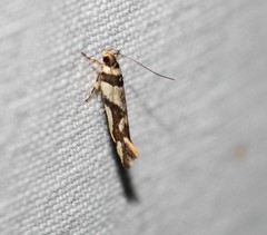 Macrobathra desmotoma