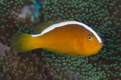 Amphiprion sandaracinos