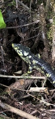 Abronia taeniata
