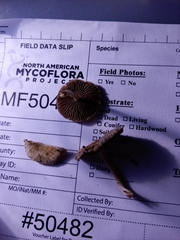 Cystoagaricus