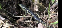 Abronia taeniata