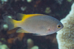 Pomacentrus lepidogenys