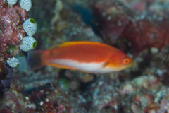 Whip-Fin Wrasse photo 2
