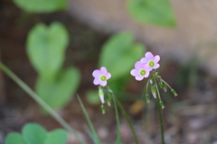 Oxalis