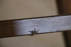 Salticinae