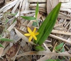 Curculigo orchioides