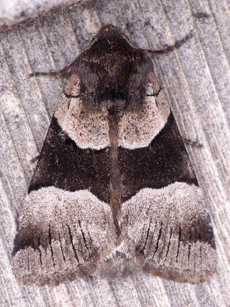 Three-striped Oncocnemis
