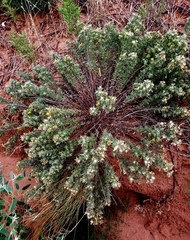 Heterotheca angustifolia
