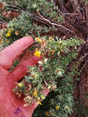 Heterotheca angustifolia