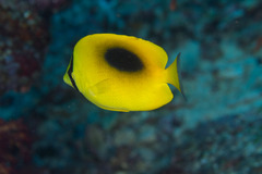 Chaetodon speculum
