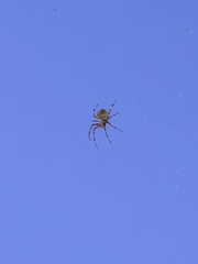 Araneae