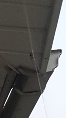 Araneae