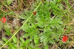 Potentilla ehrenbergiana