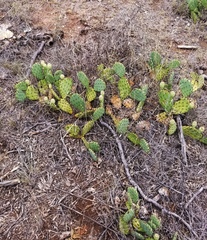 Opuntia cymochila