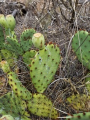 Opuntia cymochila
