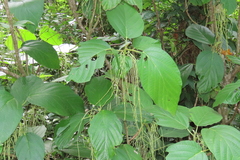 Myriocarpa longipes