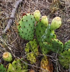 Opuntia cymochila