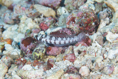 Parapercis tetracantha