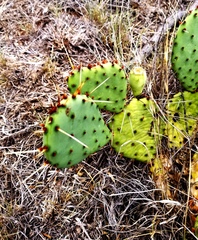 Opuntia cymochila
