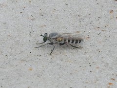 Laphystia litoralis