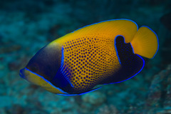 Pomacanthus navarchus