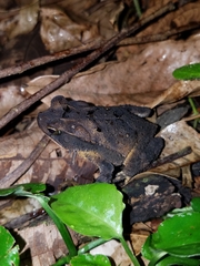 Incilius melanochlorus