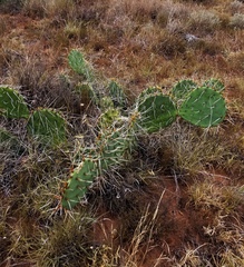 Opuntia tortispina