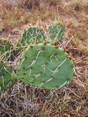 Opuntia tortispina