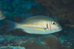 Lethrinus ornatus