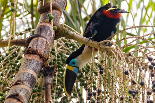 White-throated Toucan (Cuvier's)