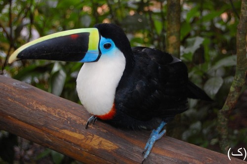 Red-billed Toucan