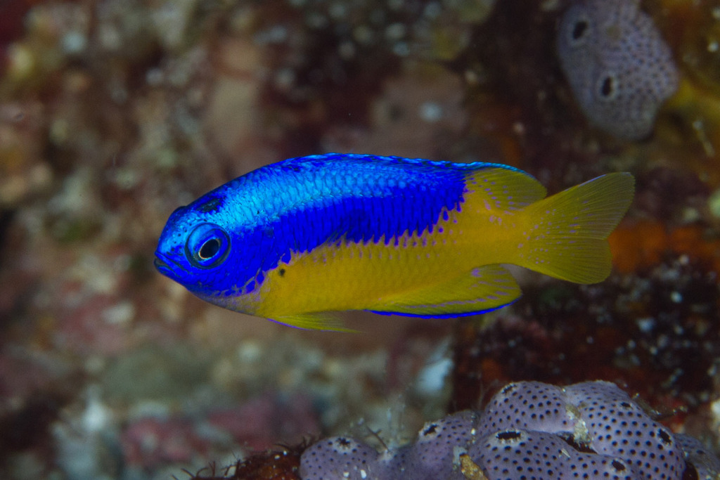 Goldbelly damsel (Pomacentrus auriventris) — Pomacentridae