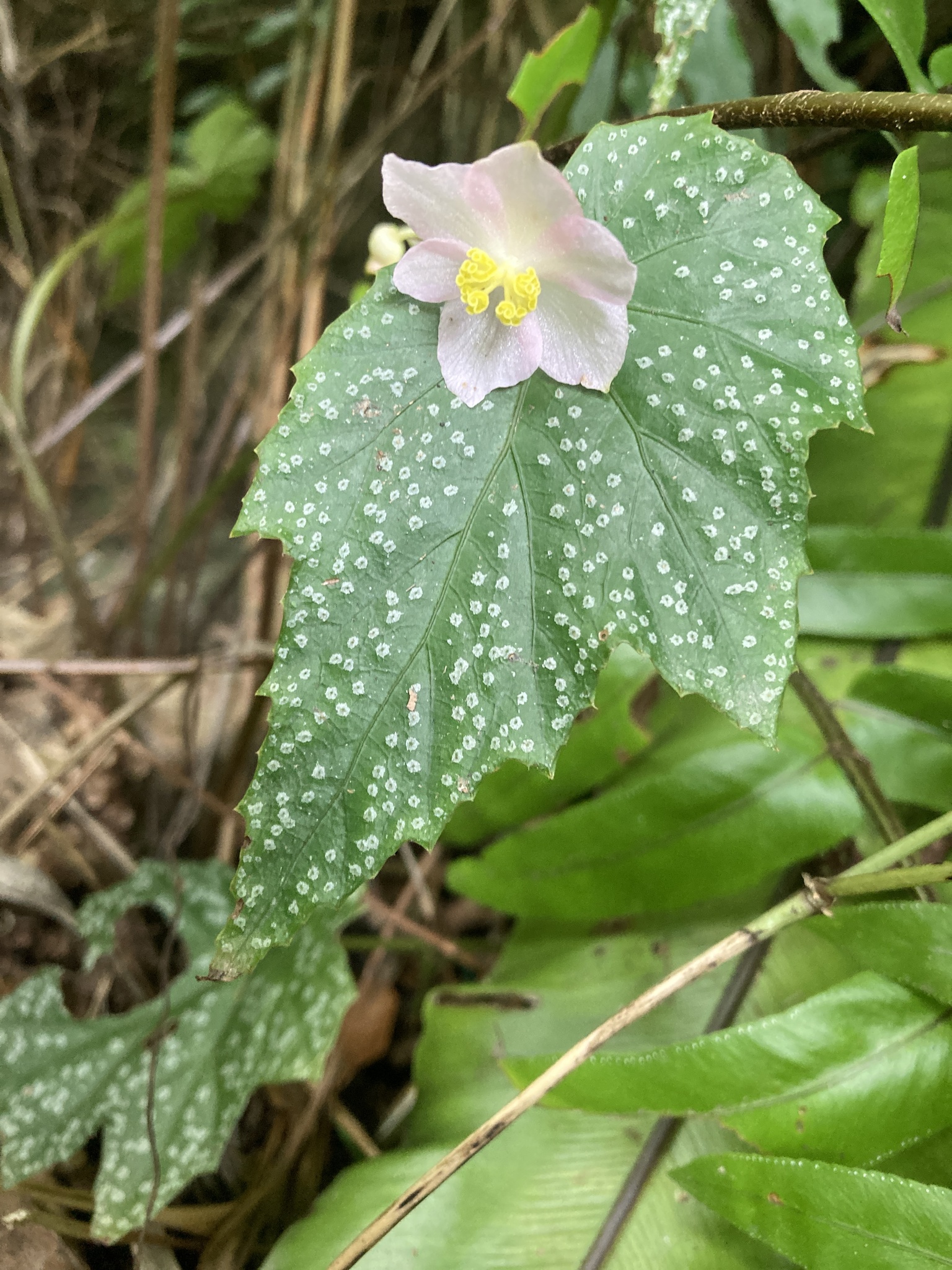 Begonia formosana · NaturaLista Mexico