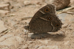 Hipparchia parisatis