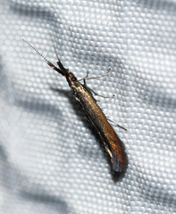 Coleophora deauratella